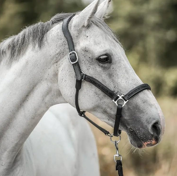 2025 – Paarden Adventskalender