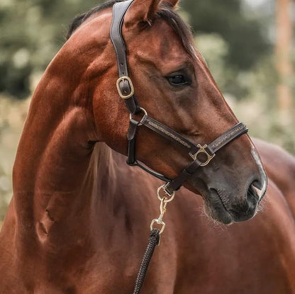 2025 – Paarden Adventskalender